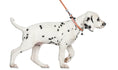 Load image into Gallery viewer, Locking Martingale Collar