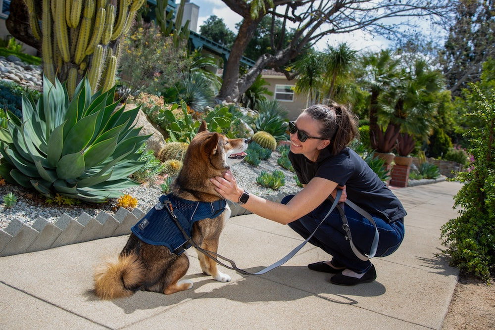 Does Your Dog Need to Say Hello to Everyone?