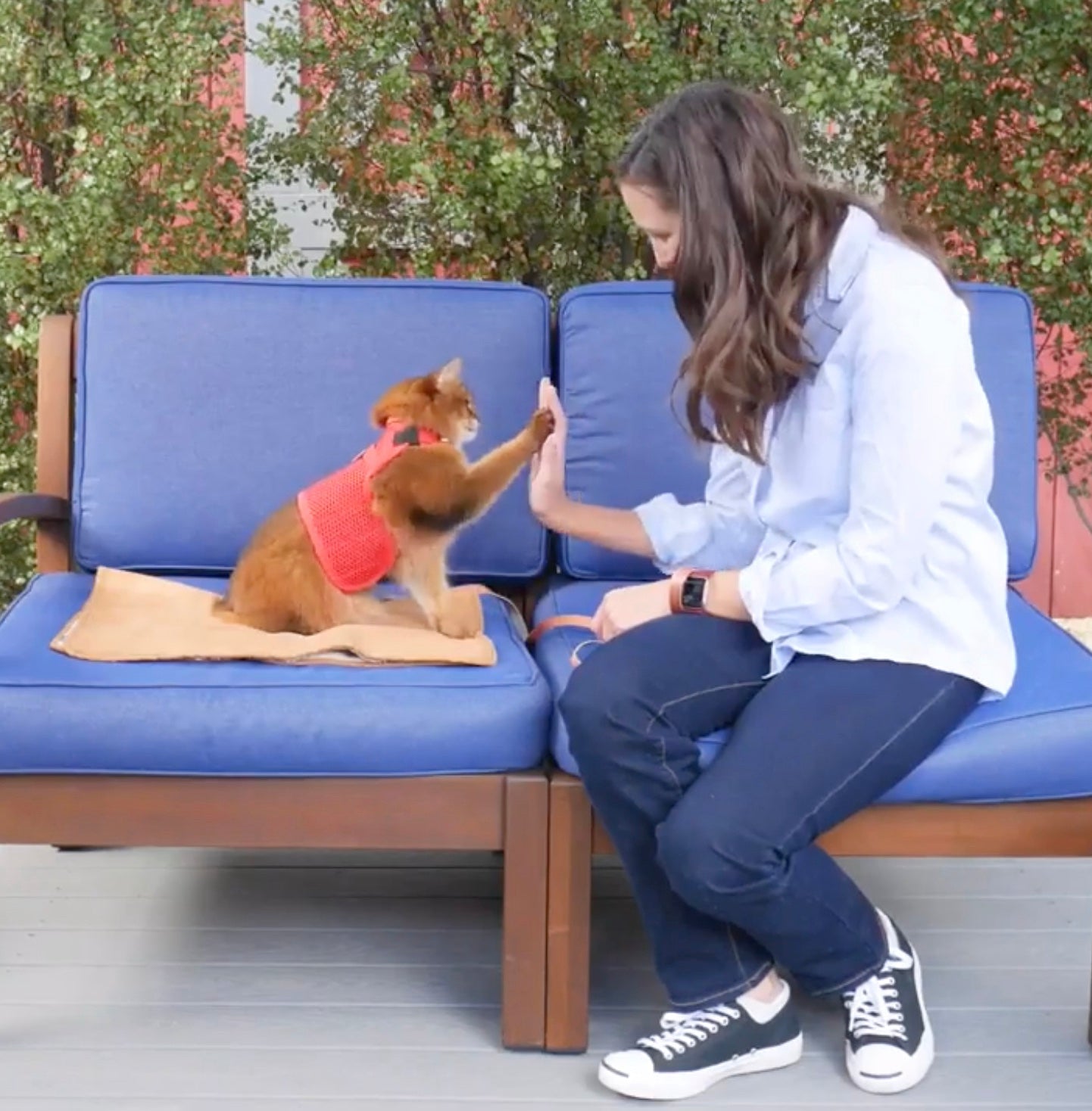 Train your cat the high five trick!