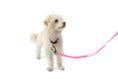 Load image into Gallery viewer, Locking Martingale Collar
