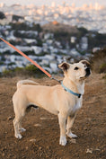 Load image into Gallery viewer, Locking Martingale Collar
