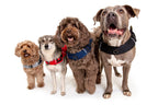 Martingale Calming Harness for dogs