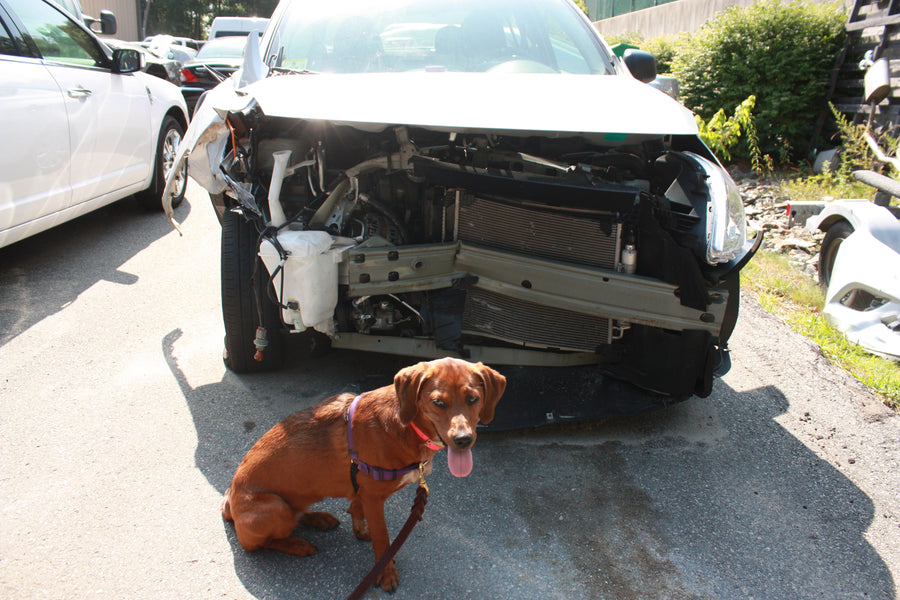Why Replace Pet Safety Restraints