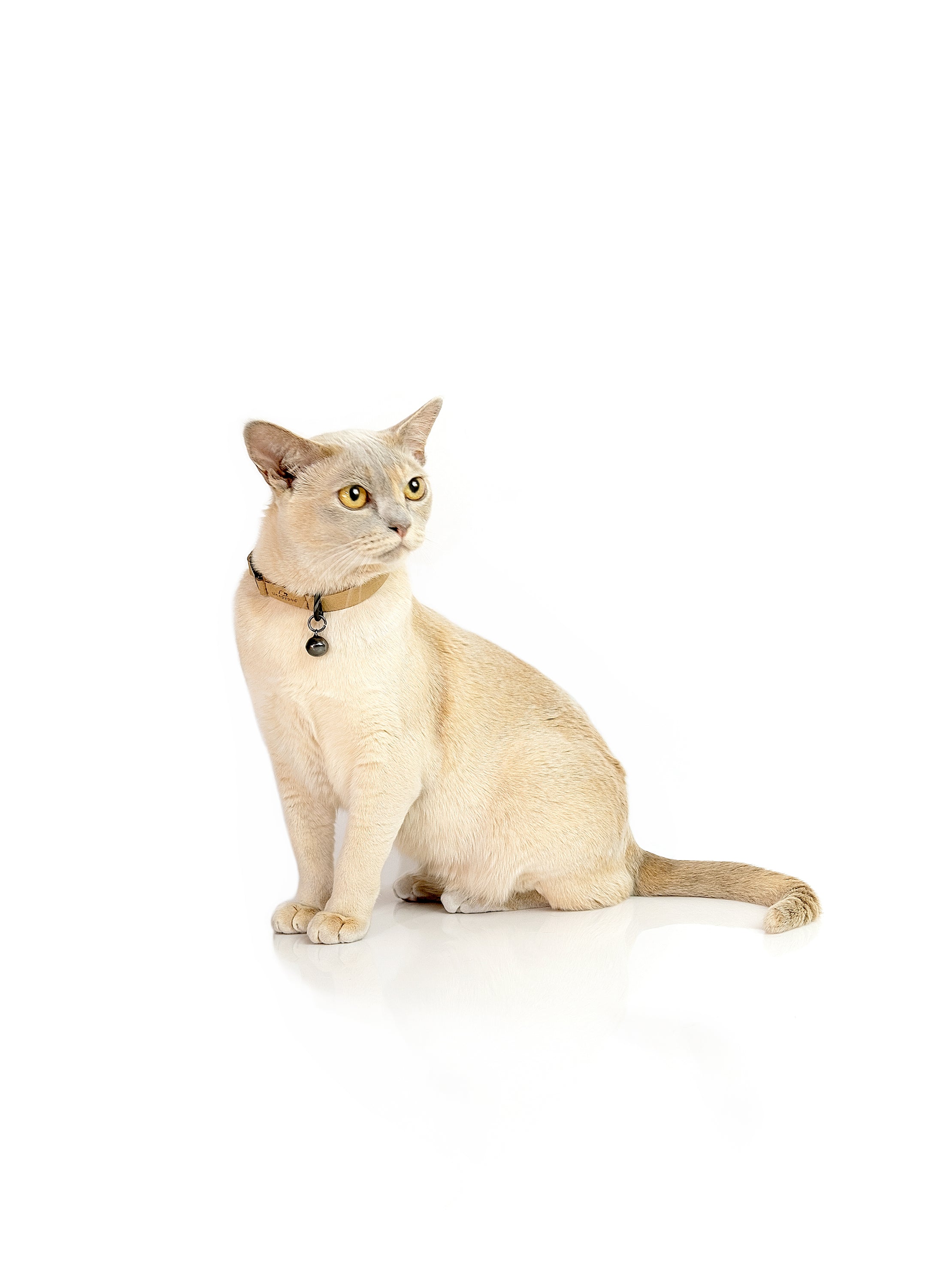 Comfort Suede Breakaway Collar for Cats
