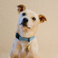 Load image into Gallery viewer, Comfort Suede Dog Collar
