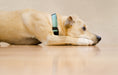 Load image into Gallery viewer, Comfort Suede Dog Collar
