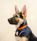 Load image into Gallery viewer, Comfort Suede Dog Collar
