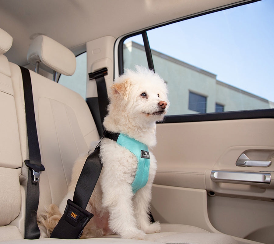 Car Safety Picks for Pet