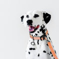 Load image into Gallery viewer, Power Collar
