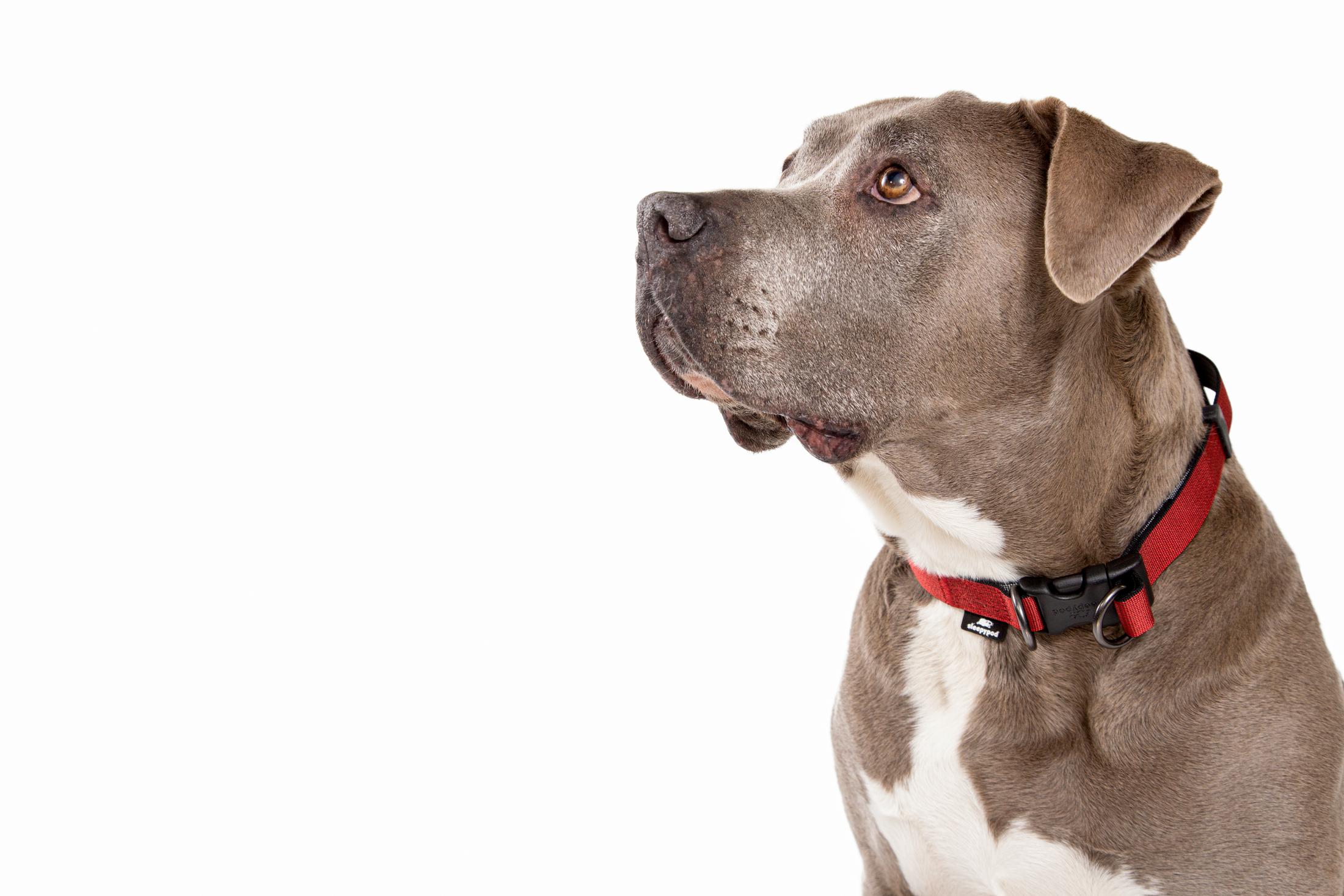 Power Collar