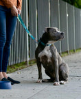 Load image into Gallery viewer, Traffic Leash
