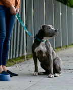 Traffic Leash
