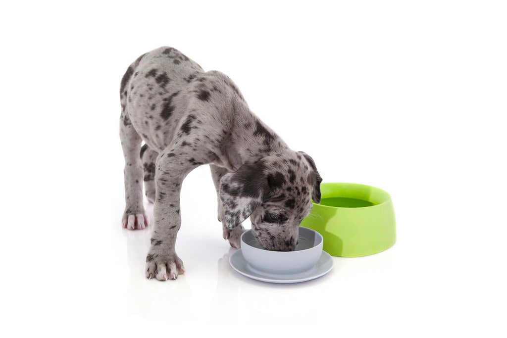 Yummy Travel Bowls