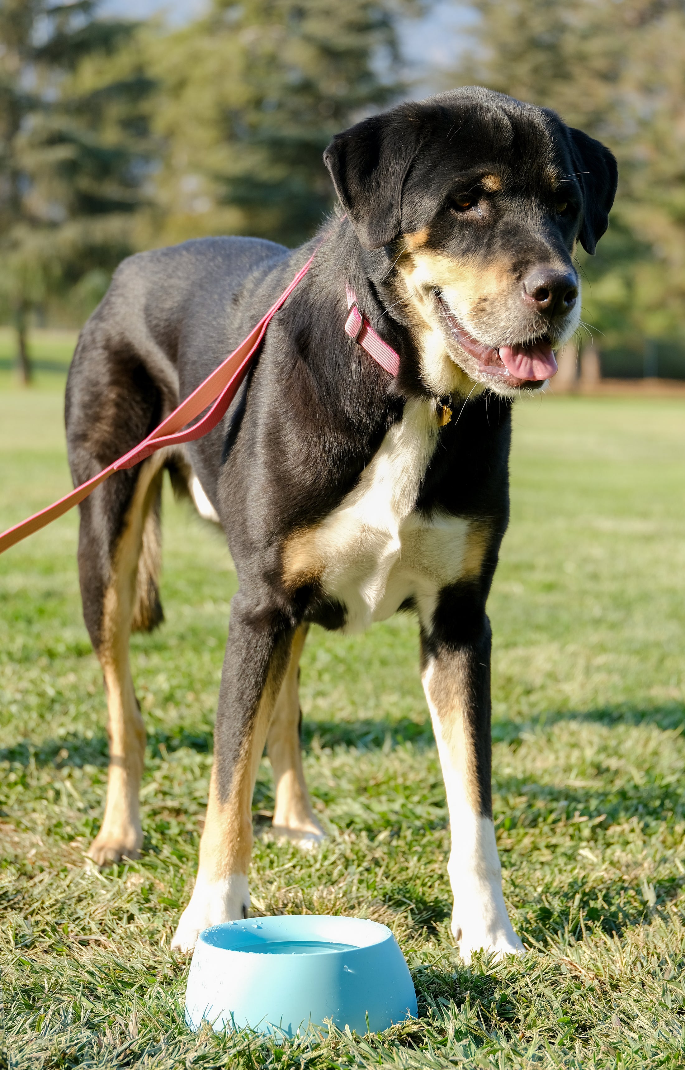 Power Collar