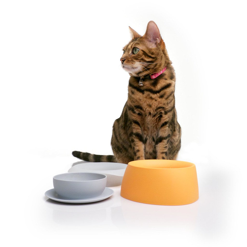 Yummy Travel Bowls